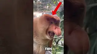 Why these Monkey🐒 has Large Nose👃?