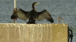 Great Cormorant preening, drying its wings