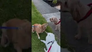 A Not So Secret Meeting Place - Catching Up With Friends #dog #shorts #doglife #dogfluencer