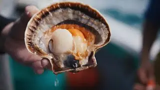 SCALLOPS! Did you know this about them!? (England: The South West Coast Wild (Devon))