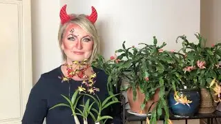 Короли и королевы Хеллоуина. Цветение орхидей в октябре.Дендробиум, фаленопсис, ванда, шенорхис и др