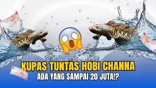KUPAS TUNTAS HOBI CHANNA ADA YANG SAMPAI 20 JUTA!?