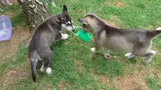 Wolf look-alike (Lykos) puppies - 7 weeks old