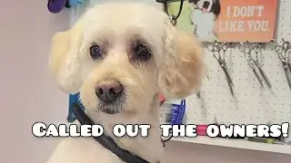 I roasted this dogs owners publicly