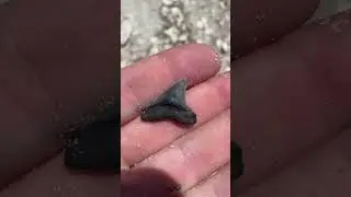 Finding meuseum quality shark teeth in Florida! #floridafossils #sharkteeth #adventure #rockhounds