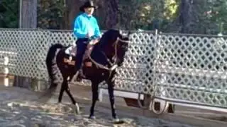 Morgan Stallion Western Pleasure