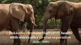 &lsquo;Sense of closeness&rsquo;: Pakistani elephant Madhubala bonds with sisters after 15-year separation