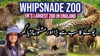 ZSL WHIPSNADE ZOO || THE UK's LARGEST ZOO || DUNSTABLE ENGLAND,UK || FULL TOUR JUNE 2024