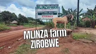ФЕРМА МЛИНЗА: ДЕНЬ НА ФЕРМЕ — ЕДА, ФЕРМЕРСТВО И ВЕСЕЛЬЕ!