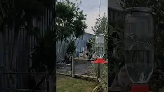Sparrows on Nectar Feeder in Slow Motion