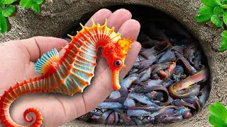 Catching Most Beautiful SEA HORSE, AQUARIUM FISH, Clownfish, Betta Fish, Puffer Fish, Blue Guppy
