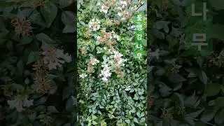 꽃댕강나무 #꽃댕강나무 Abelia mosanensis T.H.Chung