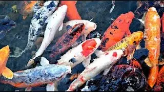 KOI FISH JAPAN in Pond #fyp (HD) 