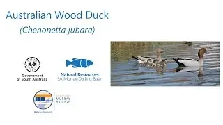 Australian Wood Duck