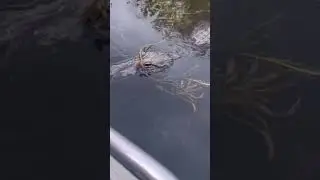 Lagartos en los Everglades la Florida USA 🇺🇸 #lagarto #everglades #florida #aligators #usa #miami