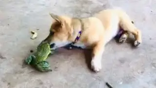 Very strong frogs 🐸 vs baby dog/ screaming frog frog sounds