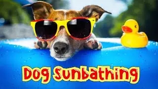 Why Do Dogs Love to Lay In The Sun? - Dog Sunbathing | Smart Dog Mom🐶