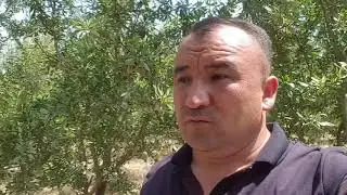 Феррагнес,  Феррадуэль навли бодом