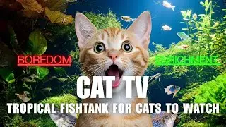 Cat TV-Tropical Fishtank for Cats to Watch - Calming Cat Music 