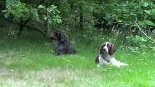Jachthondentraining Overloon