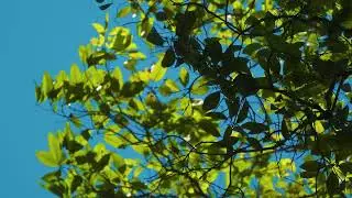 Relaxing Stress Relief Playlist | Healing Classical Ensemble for Deep Calm 🌌