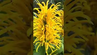 Justicia aurea, Yellow Jacobinia. Shade loving flowering plant, attractive bright yellow flowers