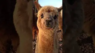 Alpaca is not a Llama 