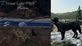 Trout Lake Pack - Baldur - Pack Takeover/Young Hunters [WolfQuest Saga]
