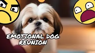 Emotional Reunion With My Shih Tzu Dog!! The unconditional love of dogs are incredible 💘🐕🫶
