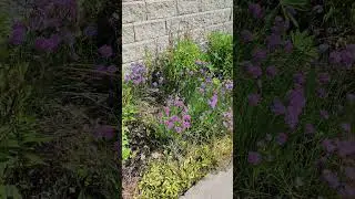 A view of some native wildflowers in Edmonton, Alberta, Canada #wildflowers #edmonton #garden