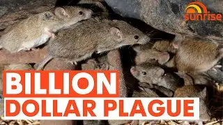 The SHOCKING new details of Australia's mouse plague | 7NEWS