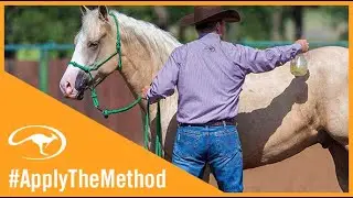 Introducing Fly Spray to Your Horse