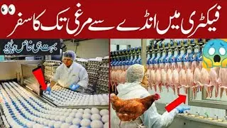 How poultry farm million eggs and meat - Modern chicken farm - poultry farming technology