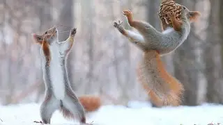 Top Funny Squirrels Videos Compilation 2016