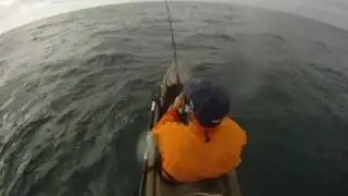 Thresher Shark Tail Whip