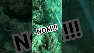 This green Morray snags my catch! #lionfish #floridaman #scubadiving #ocean #nom