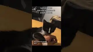 Funny CAT Moments 😂😂 episode 3738 #funnycats #cats #funnyanimals #petsofinstagram
