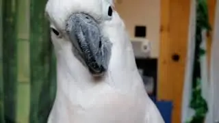 A Little Craziness With Max