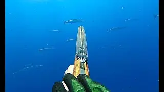 Unreal Day Spearfishing Wahoo in Florida || WAHOO EVERYWHERE!