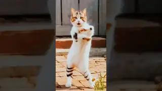 Super cute dance 🥰 #cute #cat #catlover #funny #short #shorts #shortvideo #yt #ytshort #ytshorts