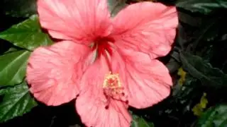 КИТАЙСКАЯ РОЗА. ГИБИСКУС китайский. Комнатная розовая роза. Hibiscus rosa-sinensis.