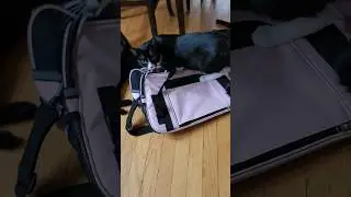 Lacey the cat checking out her carrier 😊
