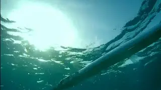 paruhnya dipenuhi gigi jarum - IKAN JARUM.