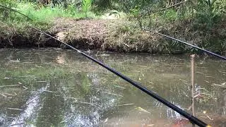 Strike Fish Monitor Brings Good Fortune