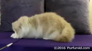 Cream-White Male Persian (CFA ELH)