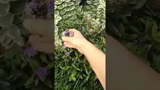 #Вероника#СиниеЦветы#ЦветущиеМноголетники#ОсенниеЦветы