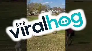 Twins Walking Down a Hill Fall Simultaneously || ViralHog