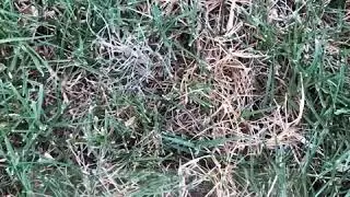 Heat Stress in a Bermuda Lawn