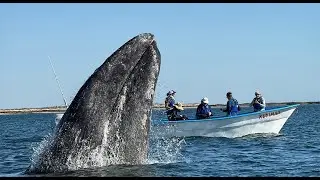 Underwater Conversations: How Whales & Dolphins Communicate &bull; Daily Dose of Nature