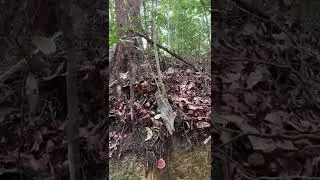 Colugo Rescue